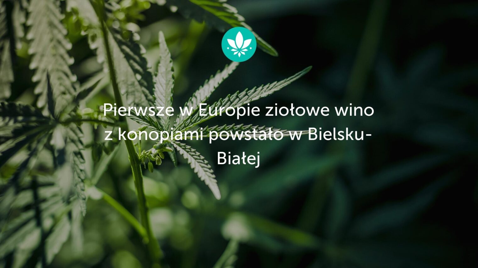 Pierwsze w Europie ziołowe wino z konopiami powstało w Bielsku- Białej