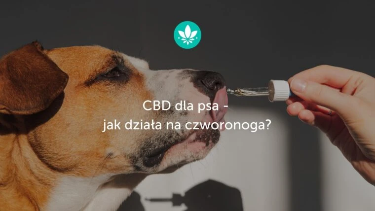 CBD dla psa - jak działa na czworonoga