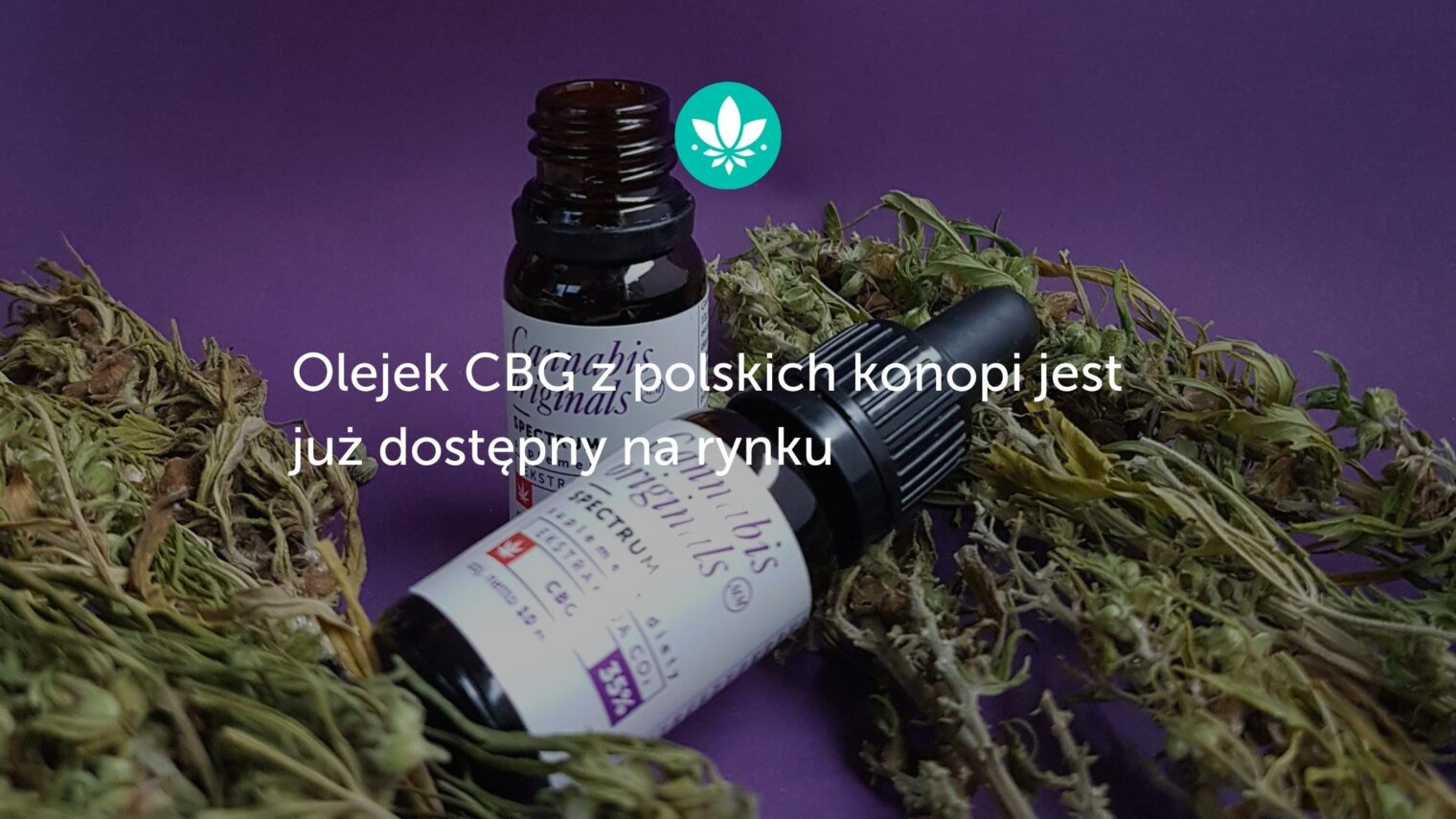 Olejek CBG z polskich konopi jest już dostępny na rynku